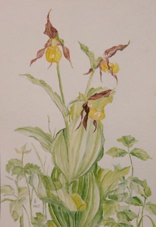 boldogasszony papucsa - rigópohár - Cypripedium calceolus (vízfesték)